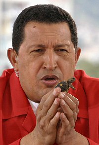 Chavezturtle Chavezturtle